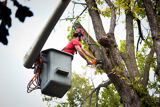 Trusted Lantana, TX Tree Care Services Experts